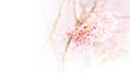 Pink soft blurred flower background, wild cherry blossom (sakura) for spring background