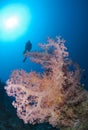 Pink soft coral with scuba diver silhouette. Royalty Free Stock Photo