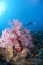 Pink soft coral and scuba diver silhouette. Royalty Free Stock Photo