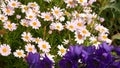 Pink tender daisy flower blossom, delicate marguerite. Natural botanical close up background. Wildflower bloom in spring