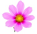 Pink sonata flower Royalty Free Stock Photo