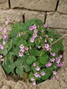 Pink sorrel little flower tree in Indian village