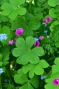 Pink Sorrel - Oxalis articulata, Norfolk, England, UK