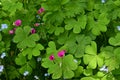 Pink Sorrel - Oxalis articulata, Norfolk, England, UK