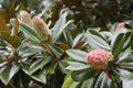 Pink Southern Magnolia Seed Pods Against Large Waxy Leaves