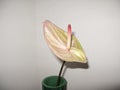 pink spadix of Anthurium