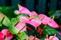 Pink spadix flower