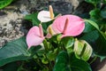 pink spadix flower Royalty Free Stock Photo