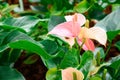 Pink spadix flower, Flamingo lily, Pink anthurium andreanum flow Royalty Free Stock Photo