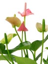 Pink spadix flower Royalty Free Stock Photo