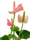 Pink spadix flower
