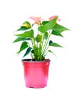 Pink spadix flower isolated on white background Royalty Free Stock Photo
