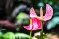 Pink spadix flower in rainforest close up, Flamingo lily, Pink a Royalty Free Stock Photo