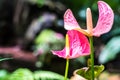 Pink spadix flower in rainforest close up Flamingo lily Pink anthurium andreanum flower Royalty Free Stock Photo