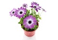 Pink spanish daisy closeup Royalty Free Stock Photo