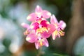 Pink spathoglottis plicata Blume close up or ground orchid flowers blooming in garden background Royalty Free Stock Photo