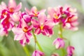 Pink spathoglottis plicata blume group close up or ground orchid blooming in garden background Royalty Free Stock Photo