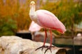 Pink spatula bird looking in camera Royalty Free Stock Photo