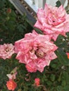 Pink speckled garden roses