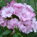 Pink speckled Sweet William flowers close up