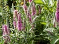 Pink speedwell, Veronica spicata, blooming