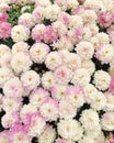 A spherical Chrysanthemum in shades of pink Royalty Free Stock Photo