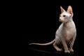 Pink Sphynx Cat Isolated on Black Background Royalty Free Stock Photo