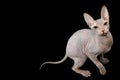 Pink Sphynx Cat Isolated on Black Background Royalty Free Stock Photo