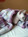 A pink sphynx cat lying under the pink blanket Royalty Free Stock Photo