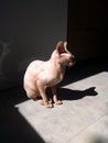 A pink sphynx cat is sitting on the gray kitchen foor and sunbathing