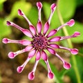 Pink spider daisy flower Royalty Free Stock Photo