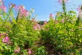 Pink spider flower or Cleome hassleriana in .Flower garden Royalty Free Stock Photo