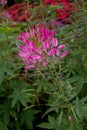 The pink spider flower, cleome hassleriana flower Royalty Free Stock Photo