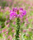 Pink spider flower