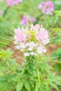Pink spider flower(Cleome hassleriana) in the garden Royalty Free Stock Photo