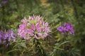 Pink Spider flower - Cleome hassleriana in the garden Royalty Free Stock Photo