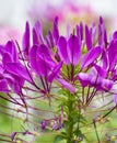 Pink spider flower Cleome spinosa in close up Royalty Free Stock Photo