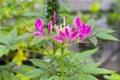 Pink spider flower Cleome spinosa in close up Royalty Free Stock Photo