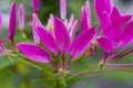 Pink spider flower Cleome spinosa in close up Royalty Free Stock Photo