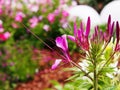 Pink spider flower - Cleome spinosa Royalty Free Stock Photo