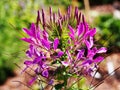 Pink spider flower - Cleome spinosa Royalty Free Stock Photo