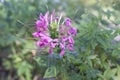 Pink Spider flower or Cleome spinosa in the garden. Royalty Free Stock Photo