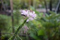 Pink Spider flower or Cleome spinosa in garden. Royalty Free Stock Photo
