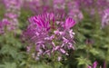 Pink Spider flower Cleome hassleriana in the garden Royalty Free Stock Photo