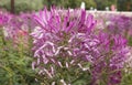 Pink Spider flower Cleome hassleriana in the garden Royalty Free Stock Photo