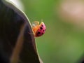 pink spider like ladybug