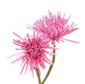 Pink spider mum Royalty Free Stock Photo