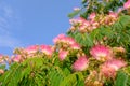 Pink spike flowers in bloom on a green plant under a colorful blue sunny sky on a summer landscape scene Royalty Free Stock Photo