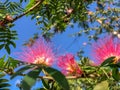 pink spiky flowers Royalty Free Stock Photo