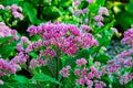 Deep pink flowering plant, hemp agrimony in Gene Leahy Mall Omaha Nebraska USA. Royalty Free Stock Photo